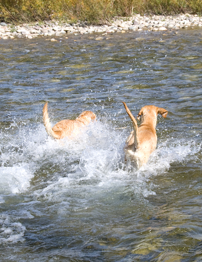 Pukka-aj-running in river
